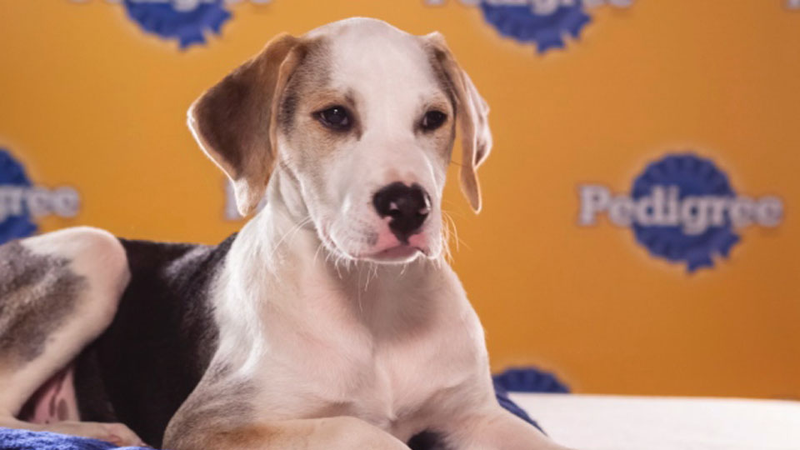 Illustration for article titled The Most Shocking Scandals of the 2013 Puppy Bowl